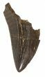 Serrated Tyrannosaur Tooth Tip - Montana #42903-1